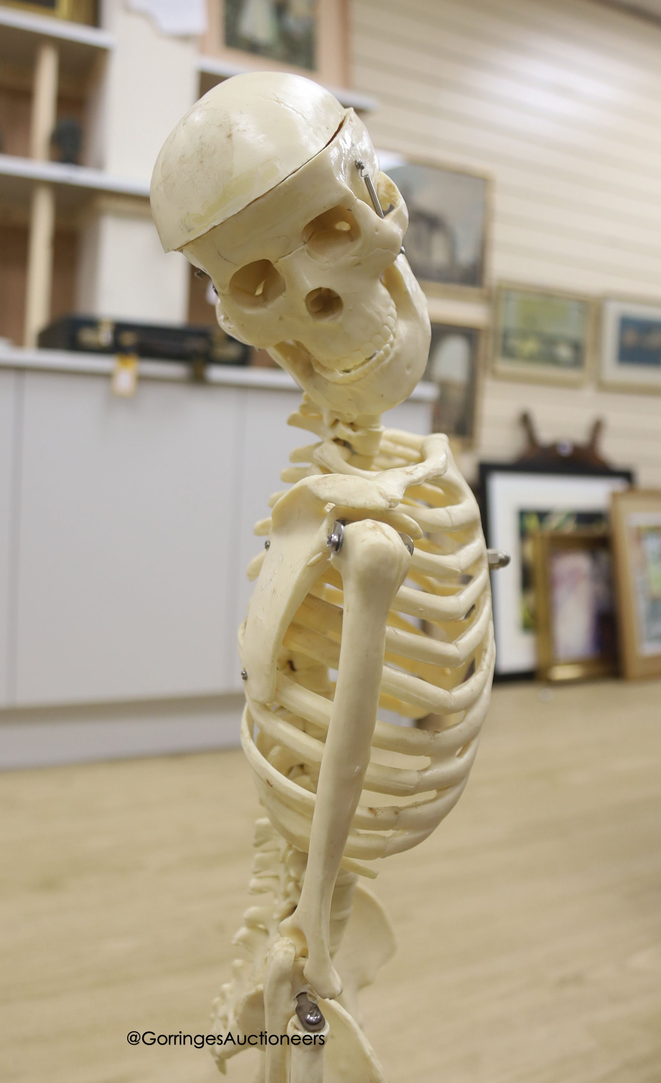 A moulded composition skeleton, 86cm